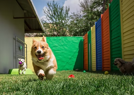 What Boarding Dogs Eat at Giving Tree Pet Resort (And Why Picky Eaters Do Better)